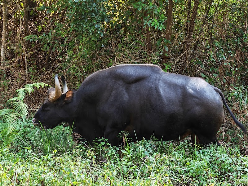 K Gudi. - K Gudi., W43C+GVW, B.R.Hills, Karnataka 571342, India