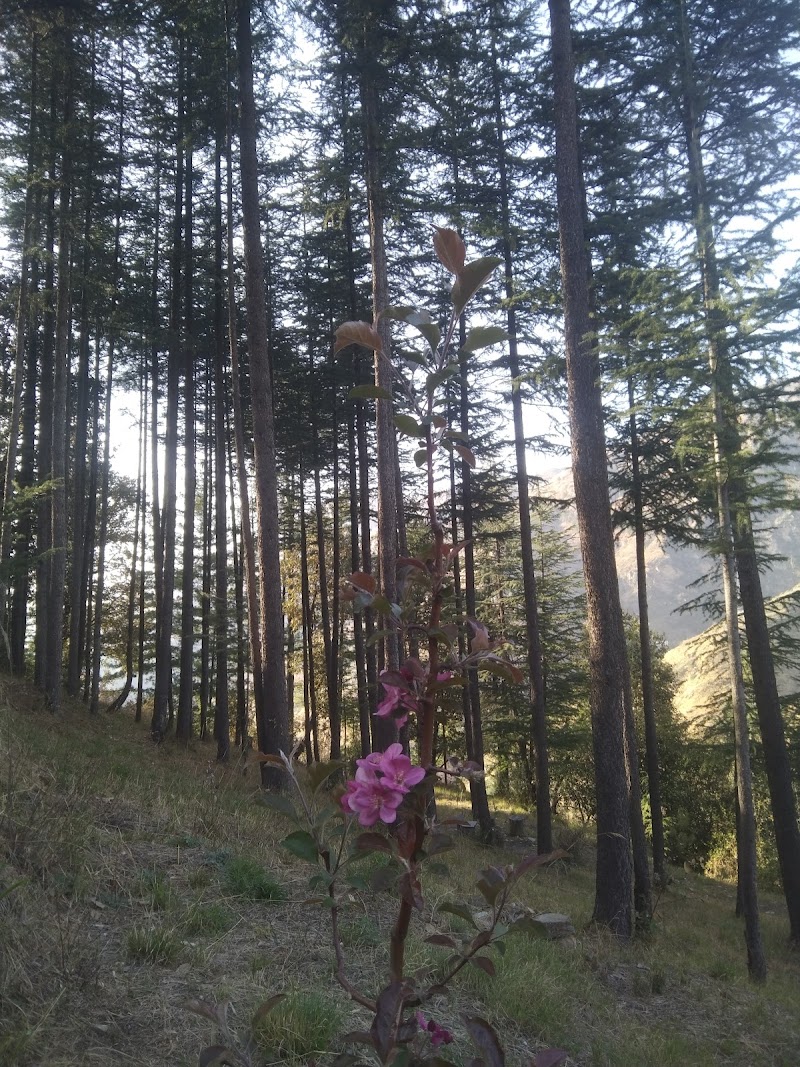 CHANDEL FOREST - CHANDEL FOREST 3C3Q+289, Darghot, Himachal Pradesh 171220, India