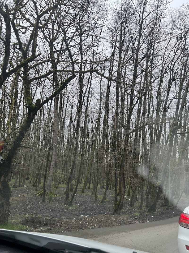 تفرجگاه گیسوم - تفرجگاه گیسوم, Gisoum Beach Rd, Iran