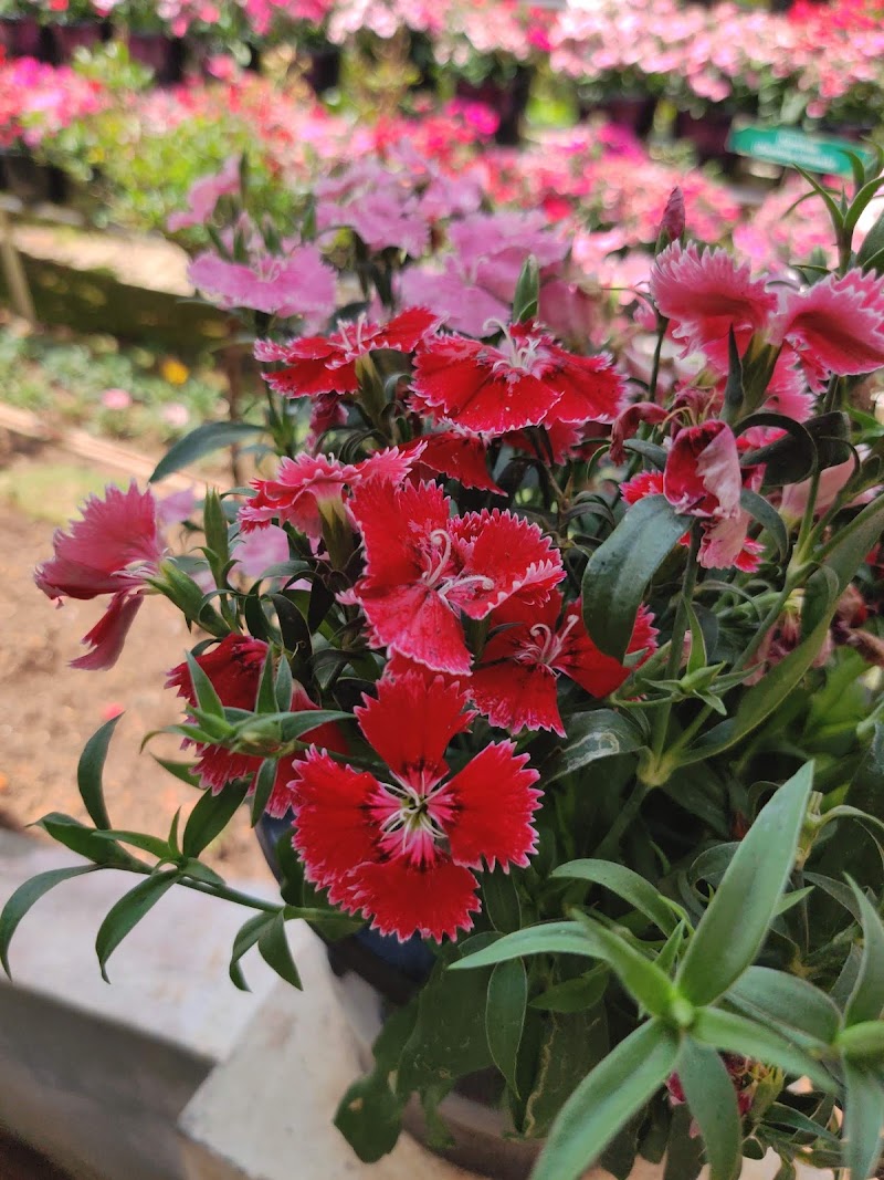 Munnar Rose Garden - Munnar Rose Garden Munnar - Aluva Rd, Rose Nagar, Mattupetty, Munnar, Kerala 685612, India