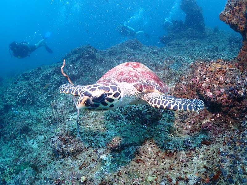 Phuket Dive Center - Phuket Dive Center เลขที่ 3 หมู่ 8 Thanon Chao Fah Tawan Tok, Tambon Chalong, Amphoe Mueang Phuket, Chang Wat Phuket 83130, Thailand