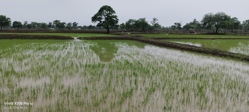 Durga bai pingle krishi farm_Shingweker baai baada - Durga bai pingle krishi farm_Shingweker baai baada, HW9G+VCF, Tilda, Chhattisgarh 493195, India