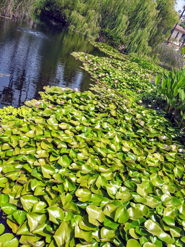 Echo Park Lake - Echo Park Lake, Los Angeles, CA 90026, USA