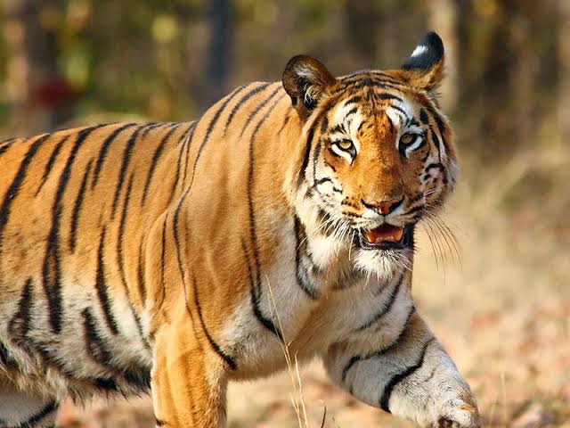 DOOARS TOURISM - DOOARS TOURISM, Dooars, Uttarpatkapara, Rajabhat Khawa, West Bengal 735227, India