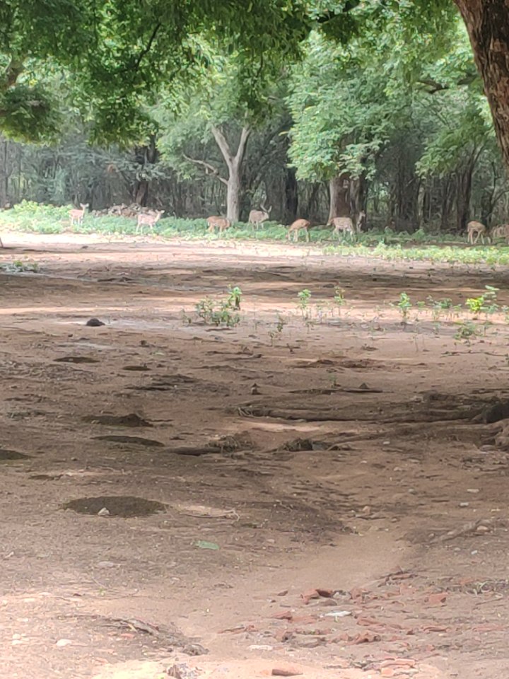 Muthathi - Muthathi, 8857+8M6, Basavana Betta Forest, Karnataka 571421, India