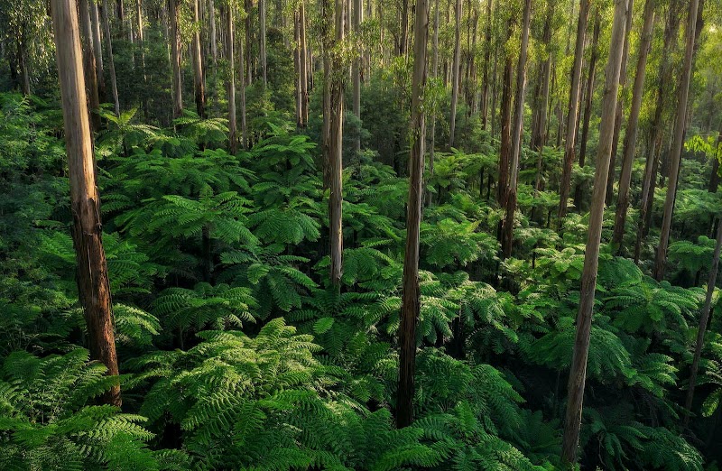 Yarra Ranges Shire - Yarra Ranges Shire, Yarra Ranges, VIC, Australia