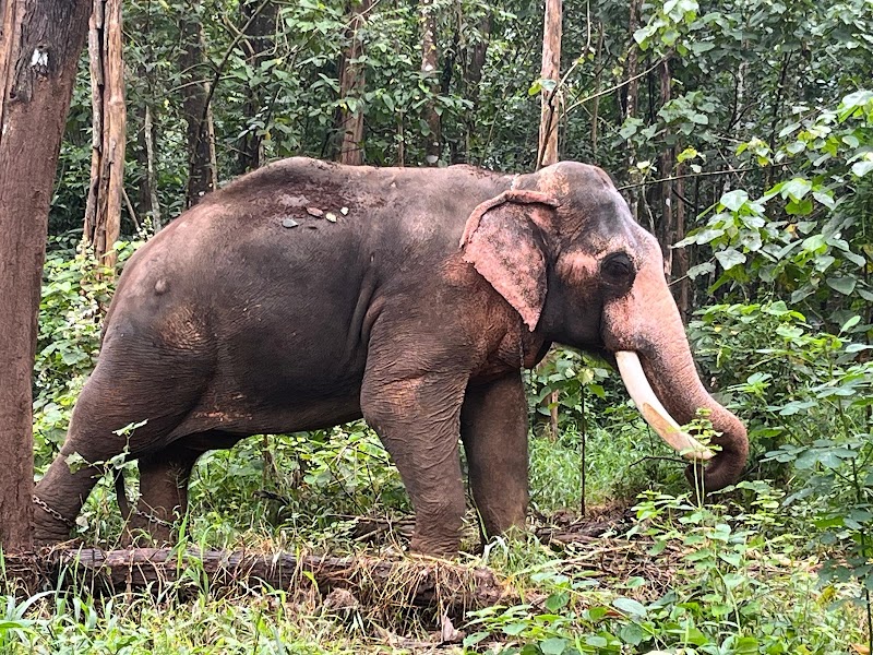Kodanad Elephant Training Centre Deer Park, Kochi