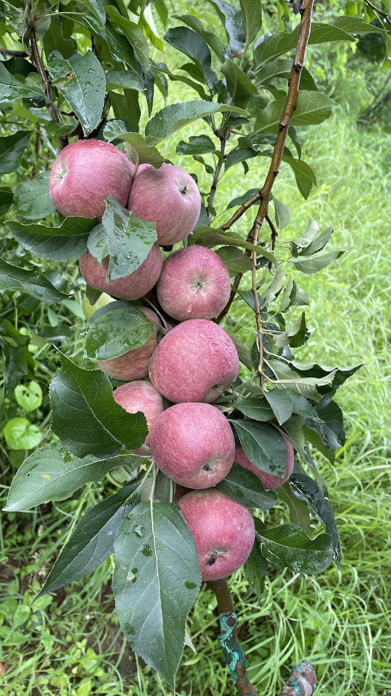 Sen apple Orchards - Sen apple Orchards, Ghrahar, Panarsa, Himachal Pradesh 175121, India