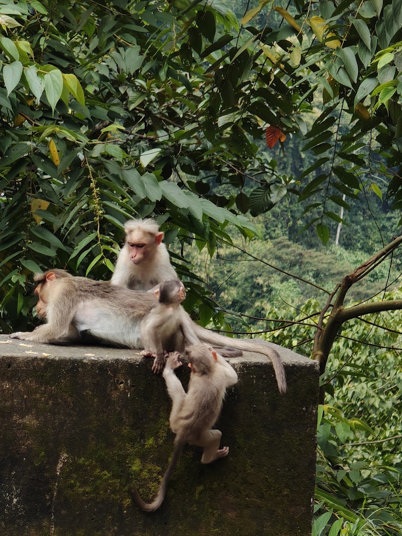 Nayamakad Waterfall - Nayamakad Waterfall 43P6+999, Munnar - Udumalpet Rd, Kannan Devan Hills, Kerala 685612, India