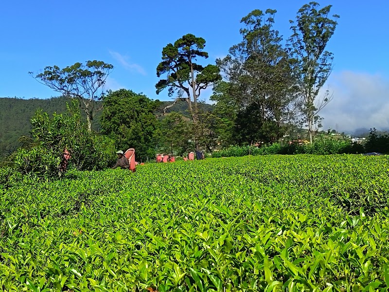 Pedro Tea Plantation - Pedro Tea Plantation WQVP+9H, Nuwara Eliya, Sri Lanka