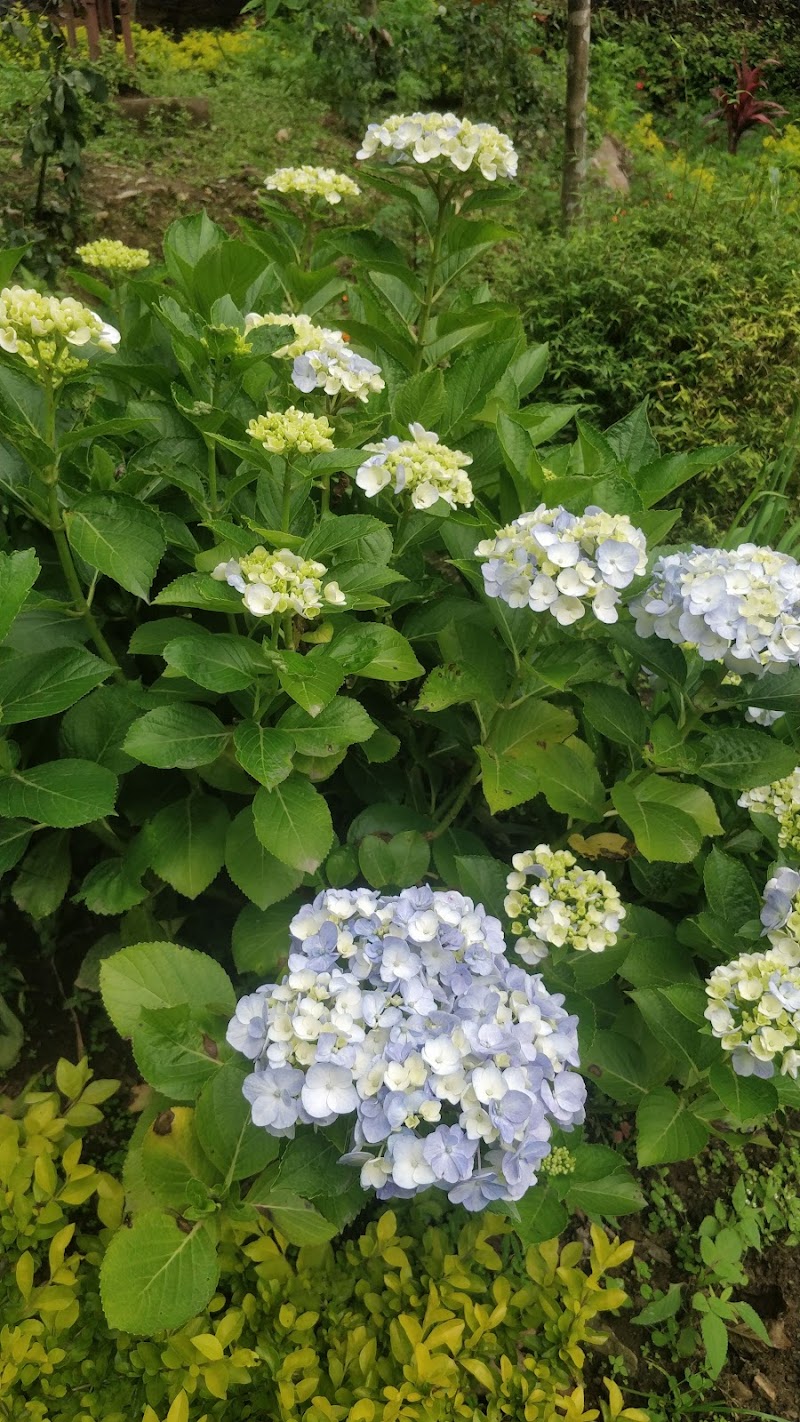 Rimbi Orange Garden - Rimbi Orange Garden Pelling-Rimbi Rd, Pelling City, Sikkim 737113, India