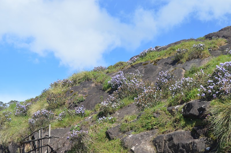 Neelakurinji bloom - Neelakurinji bloom, Aluva - Munnar Road, Kannan Devan Hills, Kerala 685615, India