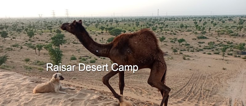 Raisar Desert Camp - Raisar Desert Camp, Jaipur Rd, Raisar, Bikaner, Rajasthan 334001, India