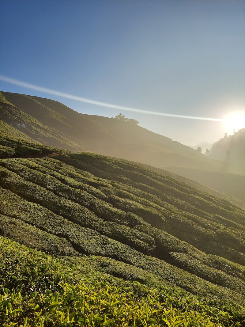 Laxmi Tea Estate - Laxmi Tea Estate, 329X+J3C, Unnamed Road, Kannan Devan Hills, Kerala 685612, India