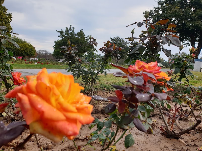 Zakir Hussain Rose Garden - Zakir Hussain Rose Garden Jan Marg, 16B, Sector 16, Chandigarh, 160015, India
