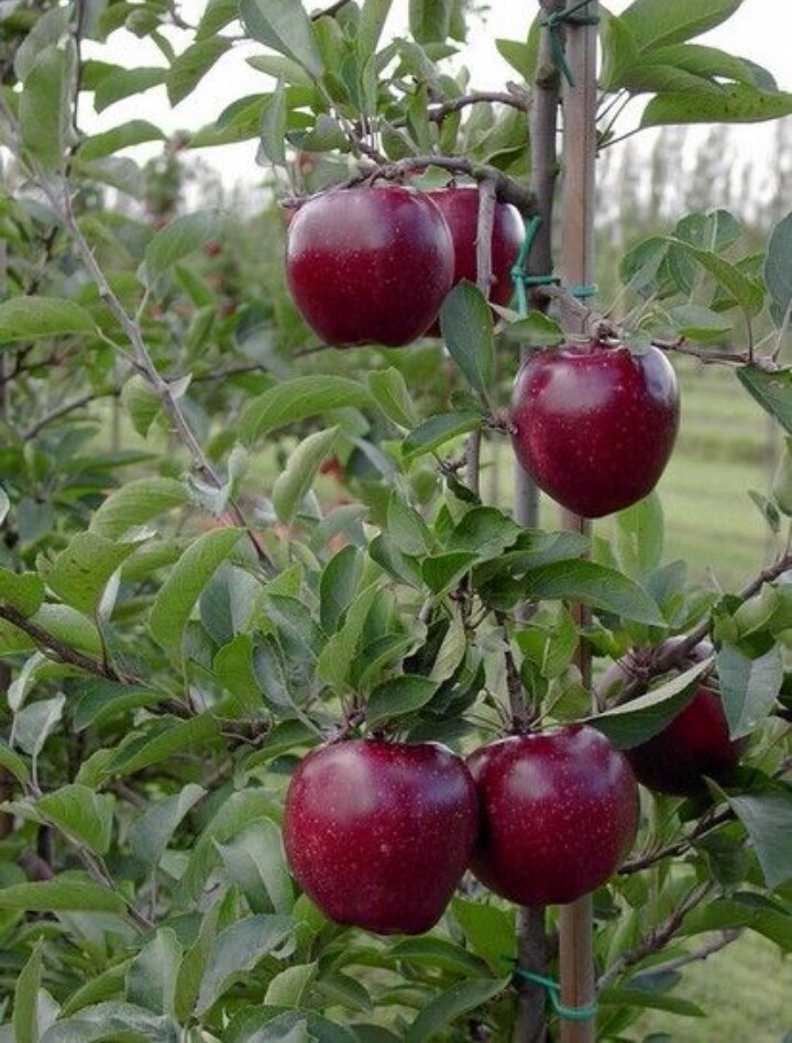 Karam Orchard, Sumbli - Karam Orchard, Sumbli, near Pangan Gompa Road, Baragran, Manali, Himachal Pradesh 175129, India