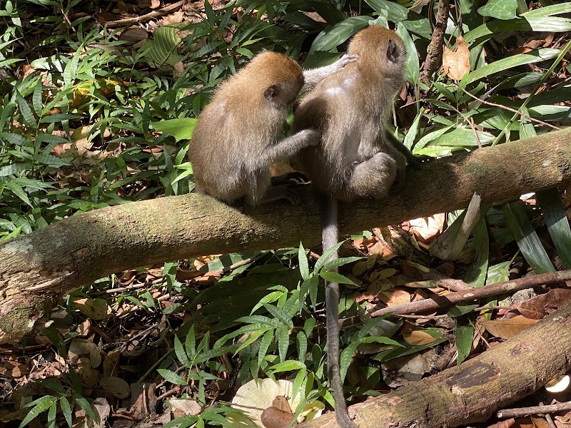 MacRitchie Reservoir - MacRitchie Reservoir, Singapore