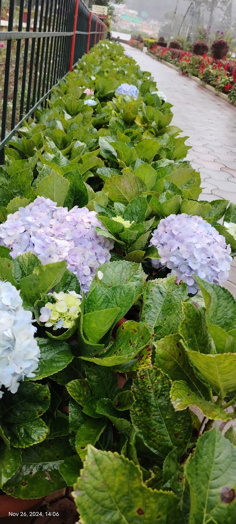 Govt. Botanical Garden - Yercaud - Govt. Botanical Garden - Yercaud 30/68, Ondikadai, Salem - Yercaud Ghat Road, Yercaud, Tamil Nadu 636602, India