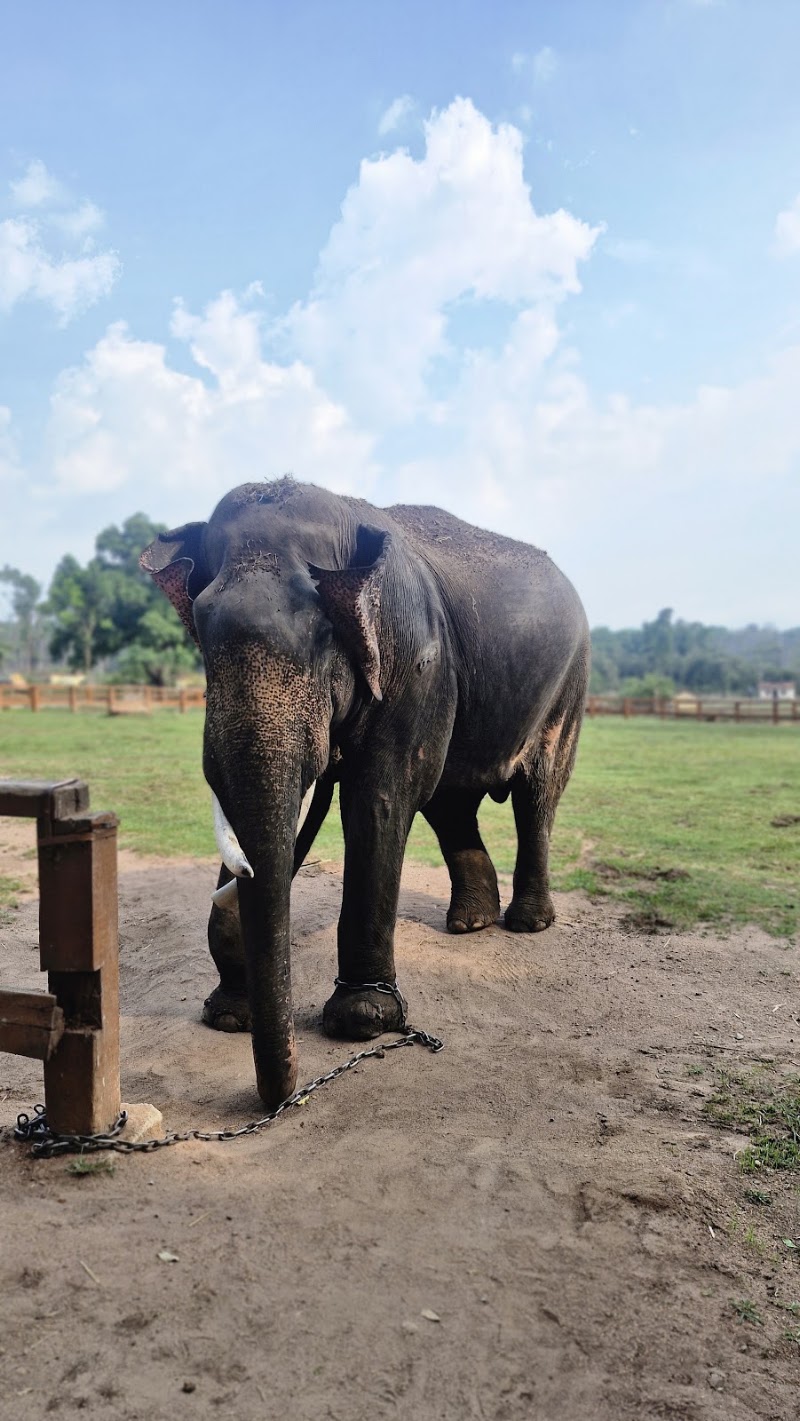 Dubare elephant camp Coorg - Dubare elephant camp Coorg, 9WC3+Q7Q, Nanjarayapatna, Karnataka 571234, India