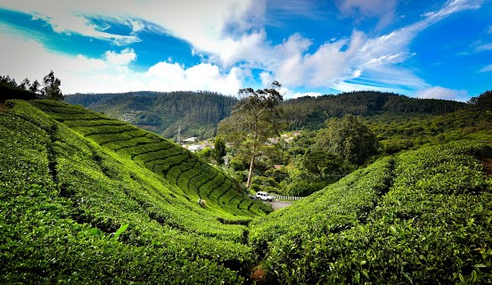 Tea Park - Tea Park CP6P+W93, Battarkambai, Tamil Nadu 643002, India
