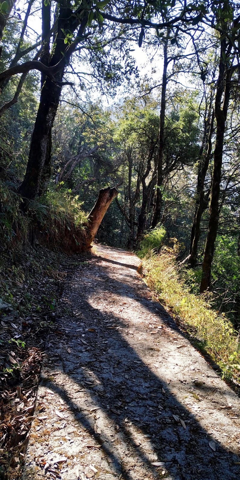 Tagore Top - Tagore Top, CH73+F95, Gagar, Bhowali Range, Uttarakhand 263137, India