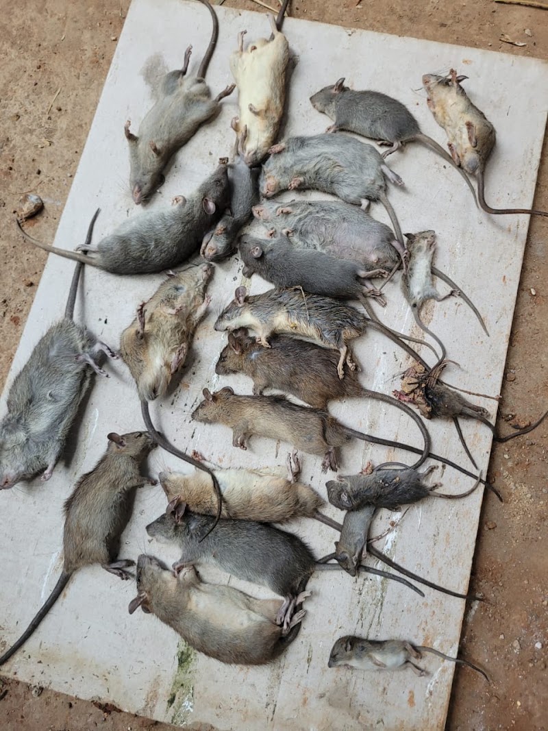 I Care Godrej Pest Control Services - I Care Godrej Pest Control Services, Govindraj nagar, Govindaraja Nagar Ward, Govindaraja Nagar, Vijayanagar, Bengaluru, Karnataka 560040, India