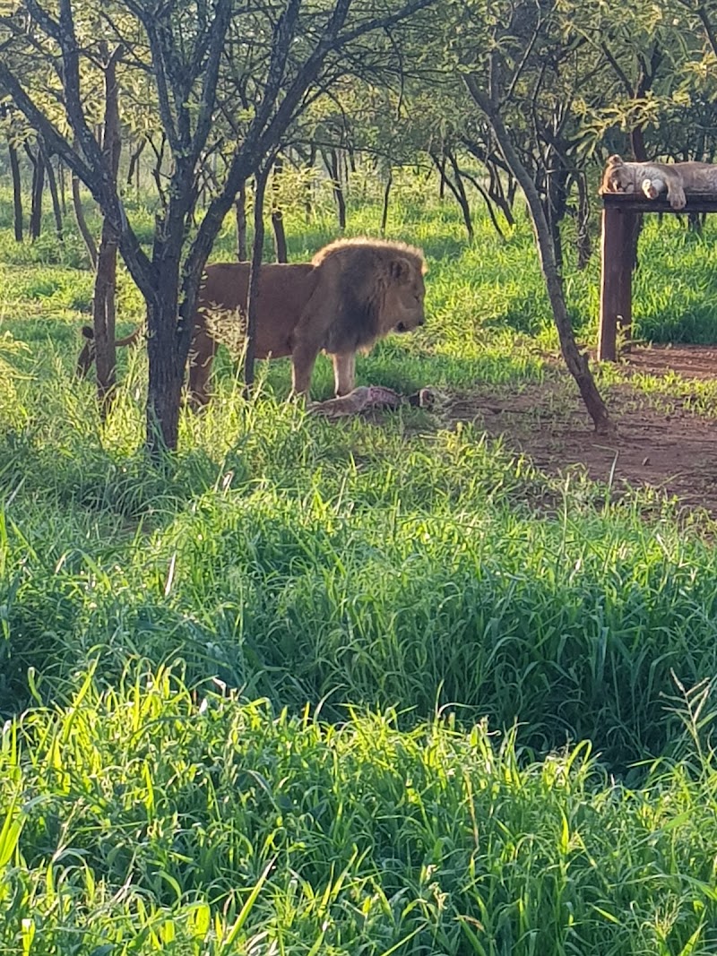 Tshabala Game Sanctuary - Tshabala Game Sanctuary, QH5C+QX3, Matopos Rd, Bulawayo, Zimbabwe