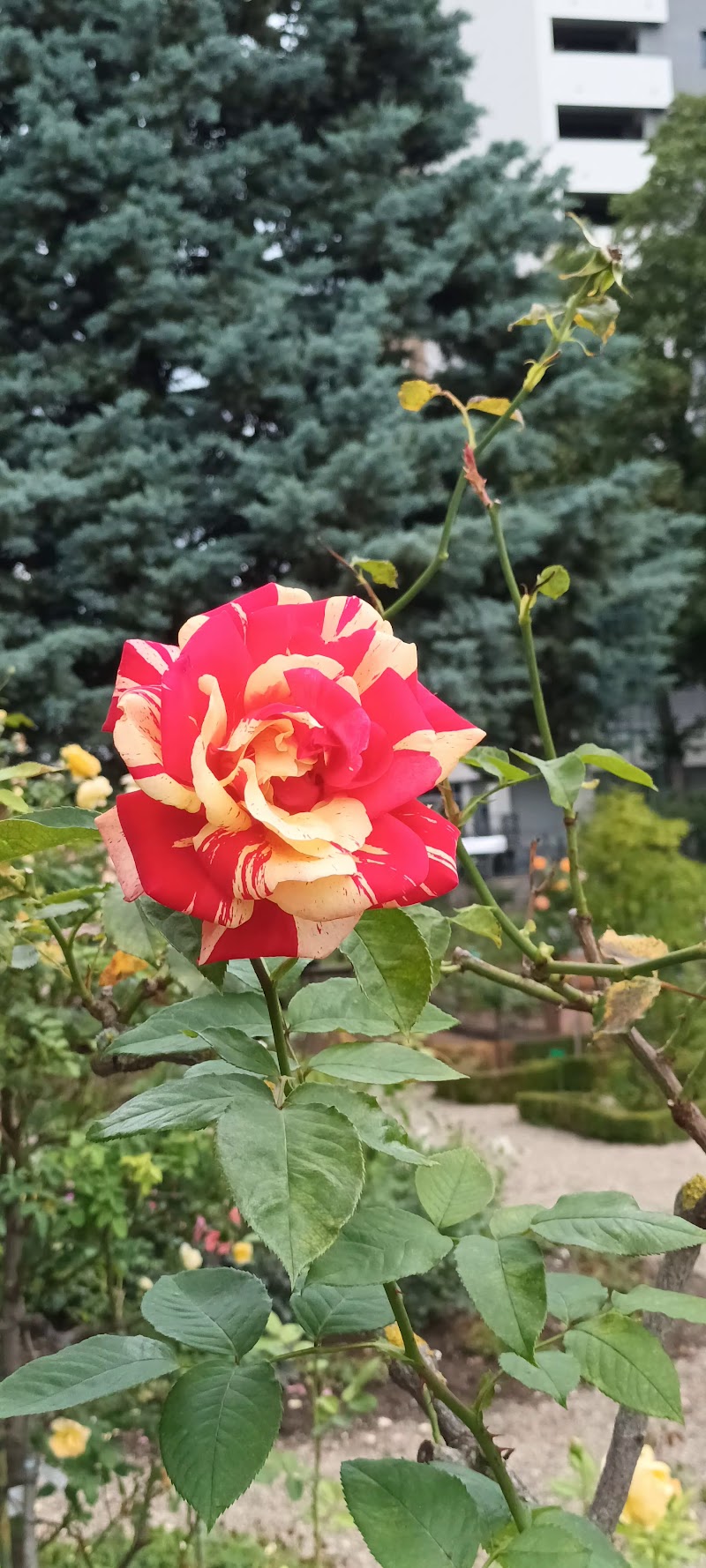 Parc de la Roseraie