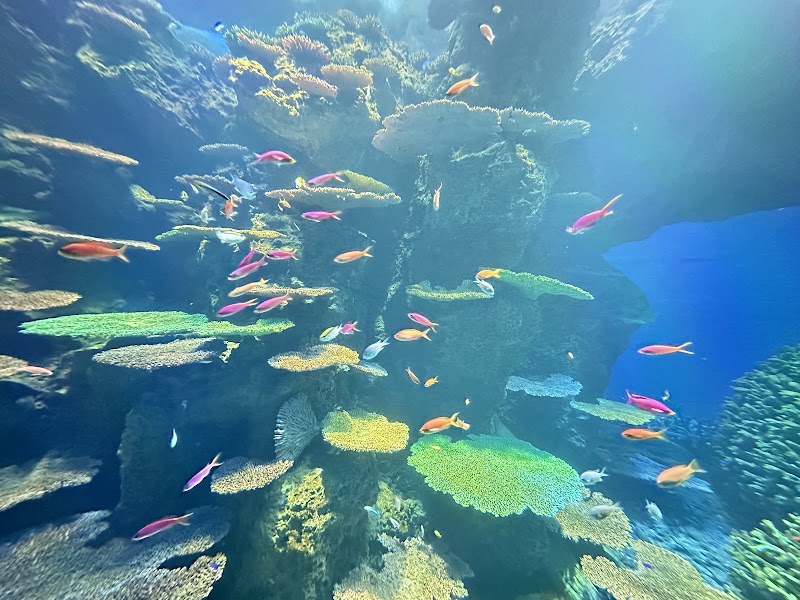 Osaka Aquarium Kaiyukan - Osaka Aquarium Kaiyukan 1-chōme-1-10 Kaigandōri, Minato Ward, Osaka, 552-0022, Japan