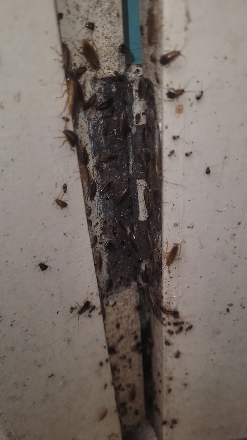 I Care Godrej Pest Control Services - I Care Godrej Pest Control Services, Govindraj nagar, Govindaraja Nagar Ward, Govindaraja Nagar, Vijayanagar, Bengaluru, Karnataka 560040, India