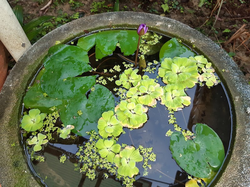 Canal Tour & Cooking Experience Trip - Canal Tour & Cooking Experience Trip 161/1064 Khwaeng Bang Khun Si, Khet Bangkok Noi, Krung Thep Maha Nakhon 10700, Thailand