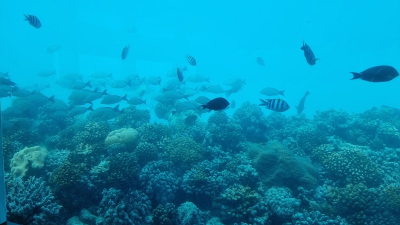Only BLU Under Ocean Restaurant - Only BLU Under Ocean Restaurant, 8G42+5V, Himmafushi, Maldives