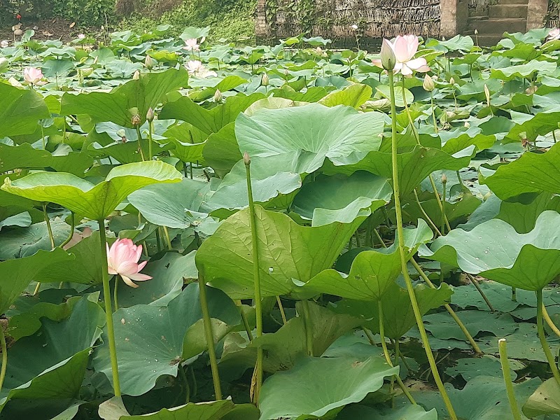 Lotus Pond - Lotus Pond 96GP+QH, Barkalikapur, Chanddandaha, West Bengal 743503, India