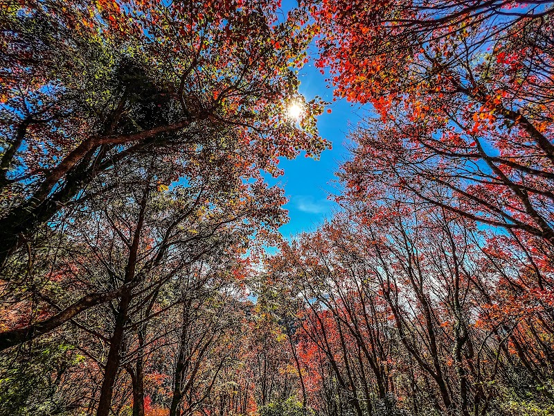 稍來山 - 稍來山, 424, Taiwan, 臺中市和平區稍來山