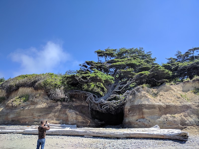 Tree of Life - Tree of Life, Forks, WA 98331, USA