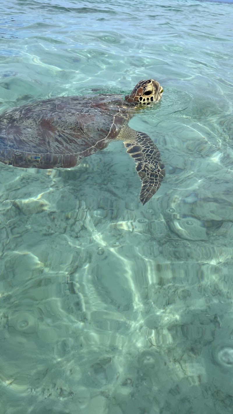 Turtle spot