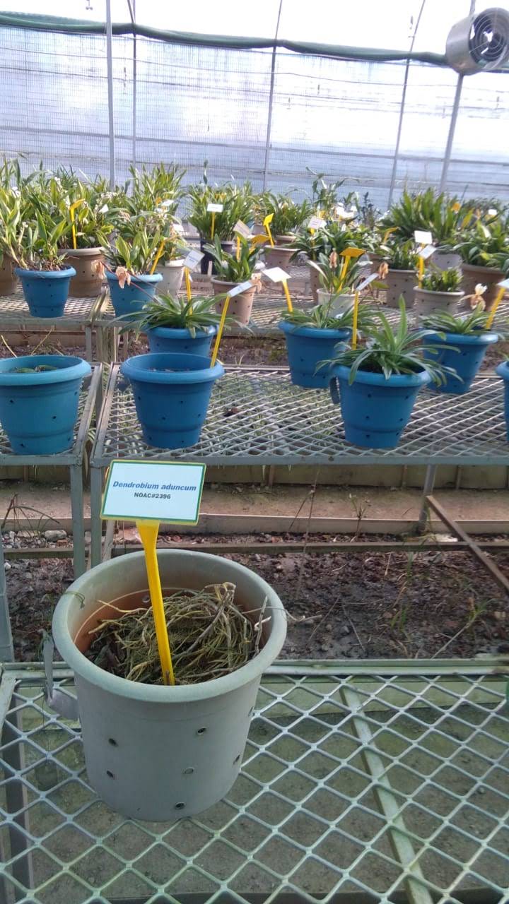 ICAR - National Research Centre for Orchids - ICAR - National Research Centre for Orchids 6HJR+H3V, Dikling Rd, Pakyong, Sikkim 737106, India