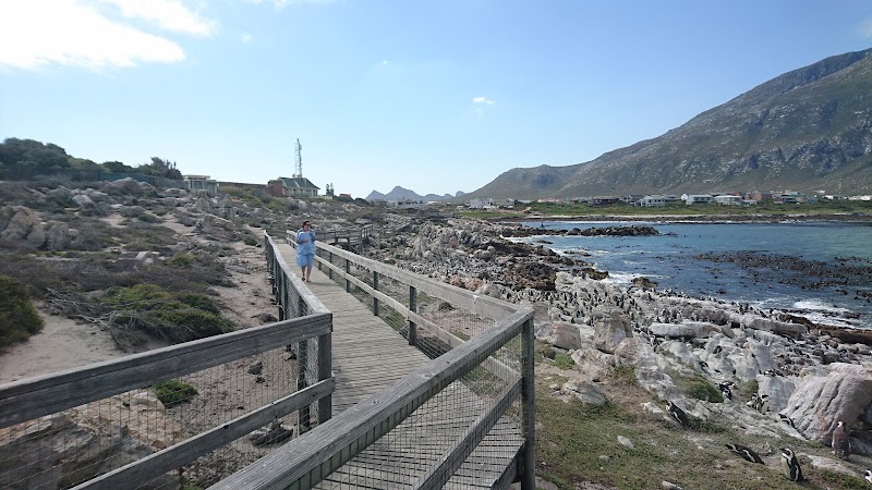 Stony Point Nature Reserve - Stony Point Nature Reserve, 2411 Wallers Rd, Betty's Bay, 7141, South Africa