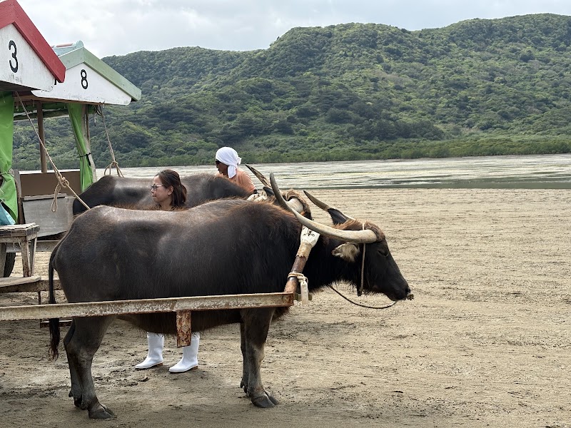 Yubu Island Water Buffalo Cart - Yubu Island Water Buffalo Cart Japan, 〒907-0011 Okinawa, Yaeyama District, Ishigaki, 八島町２丁目724°20'52. 123°55'59.