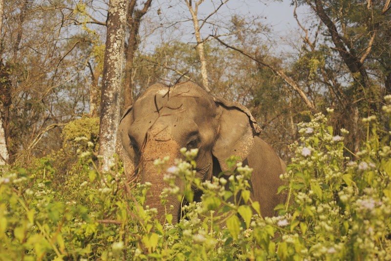 Elephant Care Nepal - Elephant Care Nepal Baadreni Road, Ratnanagar 44200, Nepal