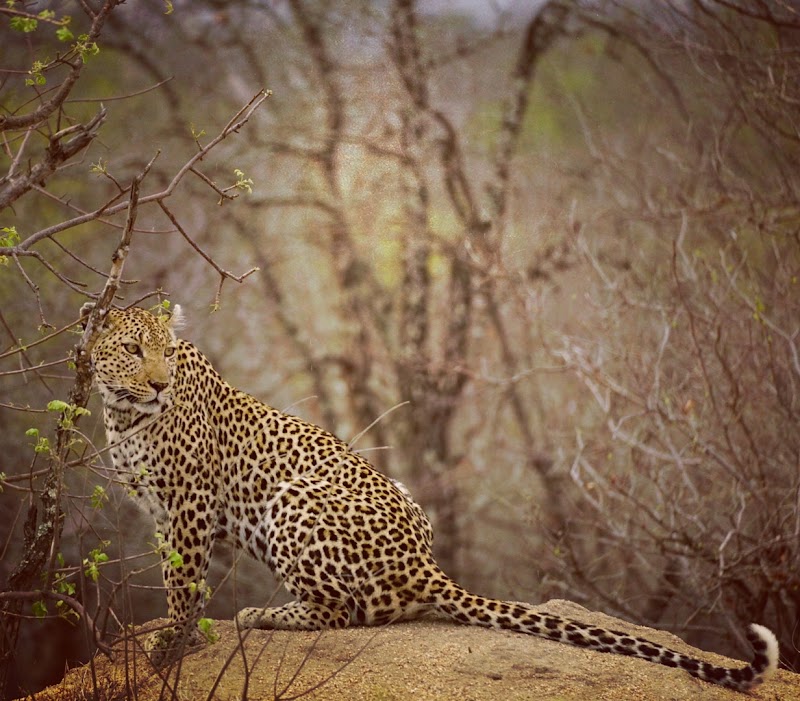 Klaserie Private Nature Reserve - Klaserie Private Nature Reserve, Hoedspruit, 1380, South Africa