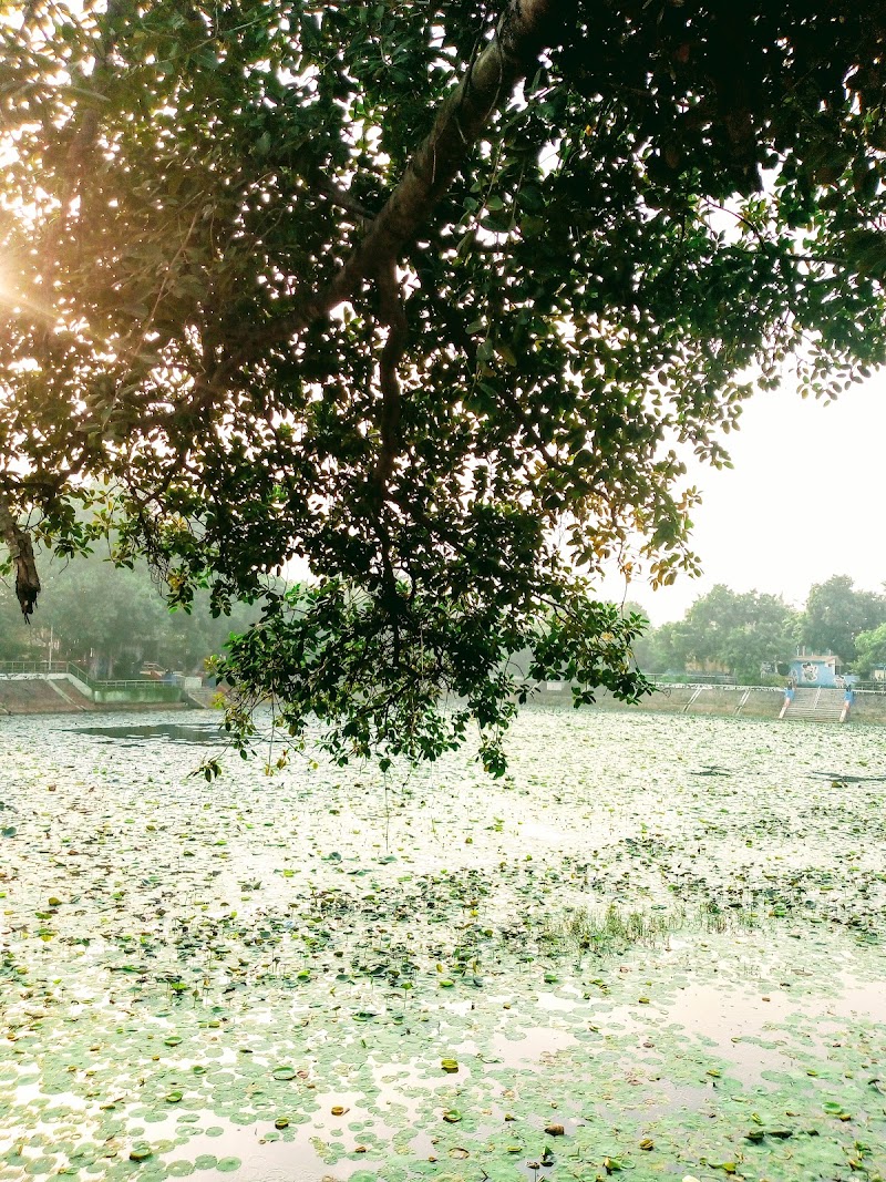 Lotus Pond - Lotus Pond Lotus Pond, Selvam Nagar, Pallikaranai, Chennai, Tamil Nadu 600100