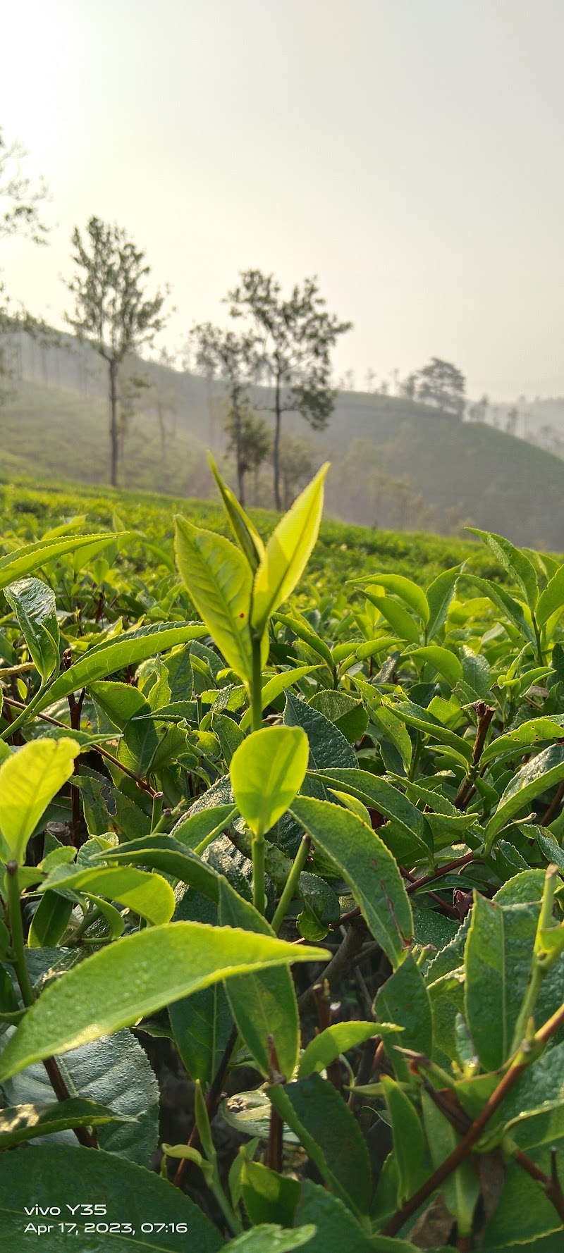 Nilgiri hills view point - Nilgiri hills view point Nelliyalam, Nadugani, Tamil Nadu 643211, India