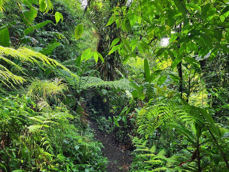 La Reserva Bosque Nuboso Santa Elena - La Reserva Bosque Nuboso Santa Elena, Guanacaste Province, Tilarán, Costa Rica