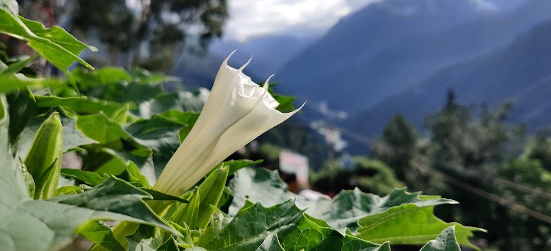 GMVN Guptkashi - GMVN Guptkashi, Kedarnath Rd, Guptkashi, Uttarakhand 246439, India