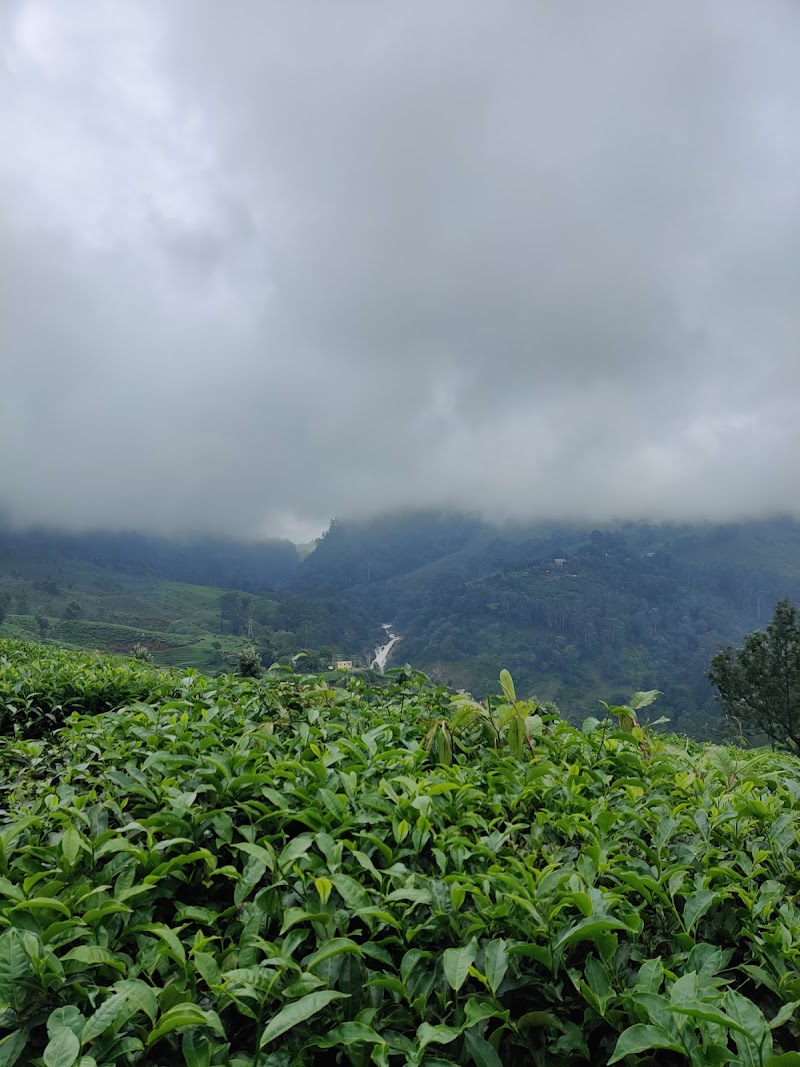 Tourism Village - Tourism Village Blossom Hydel Park, Moolakadai, Munnar, Kerala 685612, India