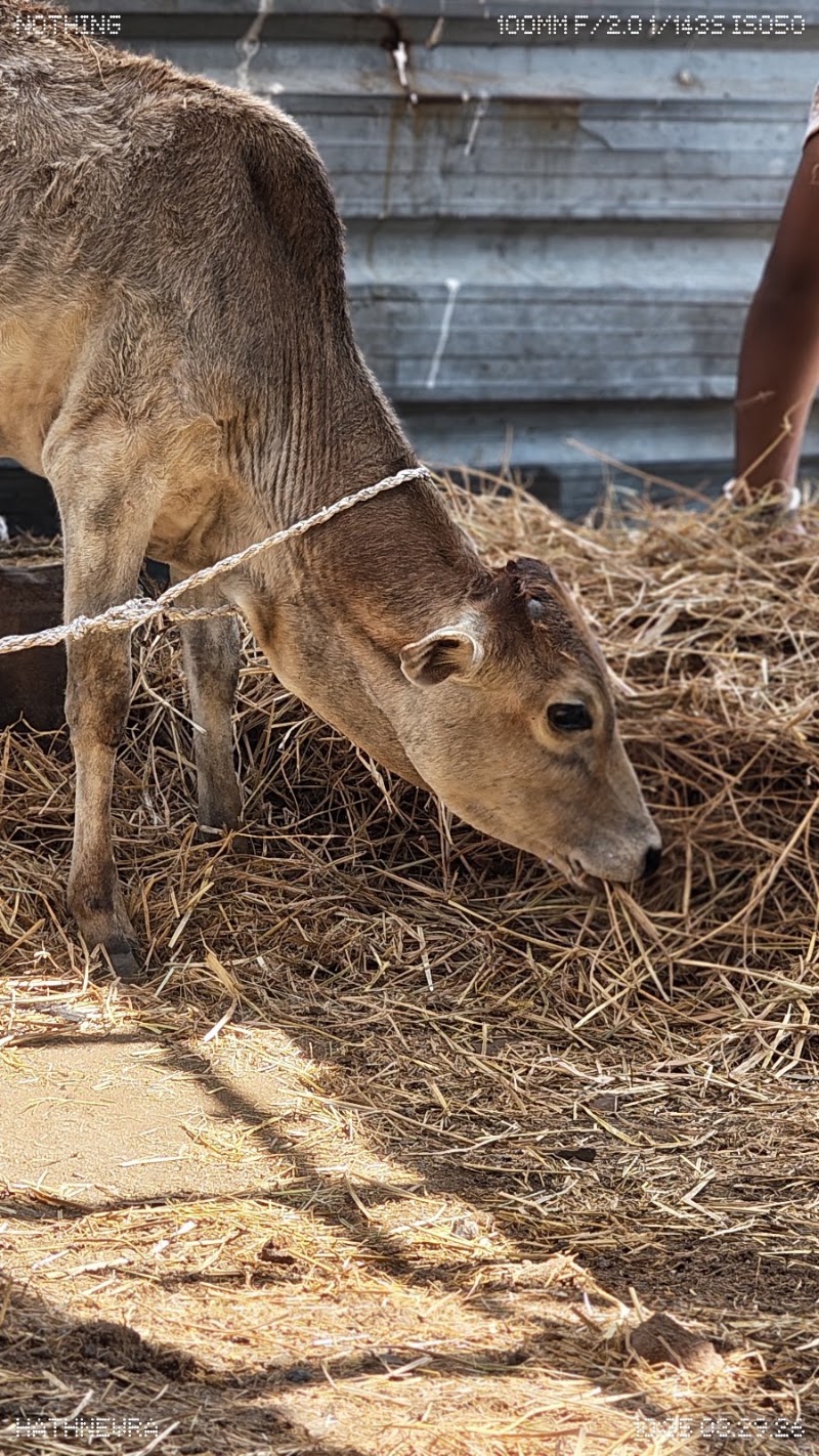 Gau seva hathnewra - Gau seva hathnewra, XMQH+5M8, Hathnewra, Chhattisgarh 495671, India