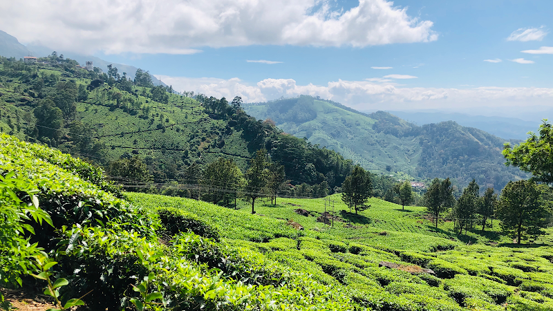 Tea Valley Photo Point