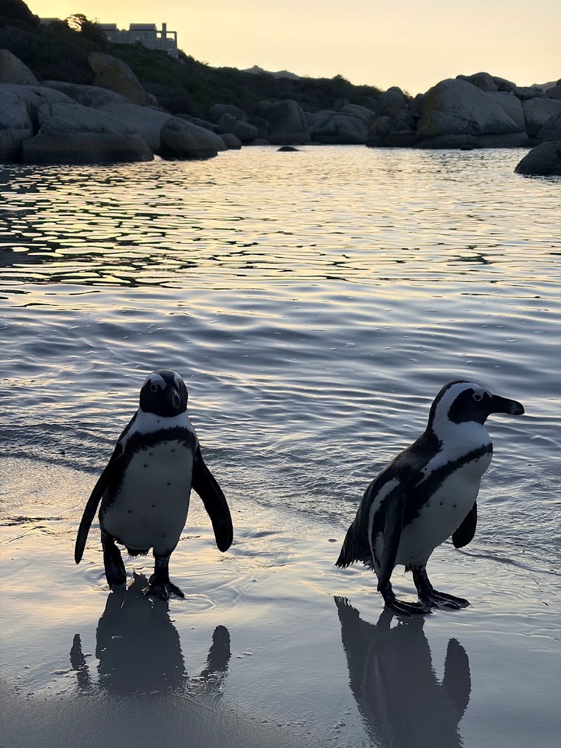 Middle Beach - Middle Beach, Boulders Beach, Kleintuin Rd, Simon's Town, Cape Town, 7995, South Africa