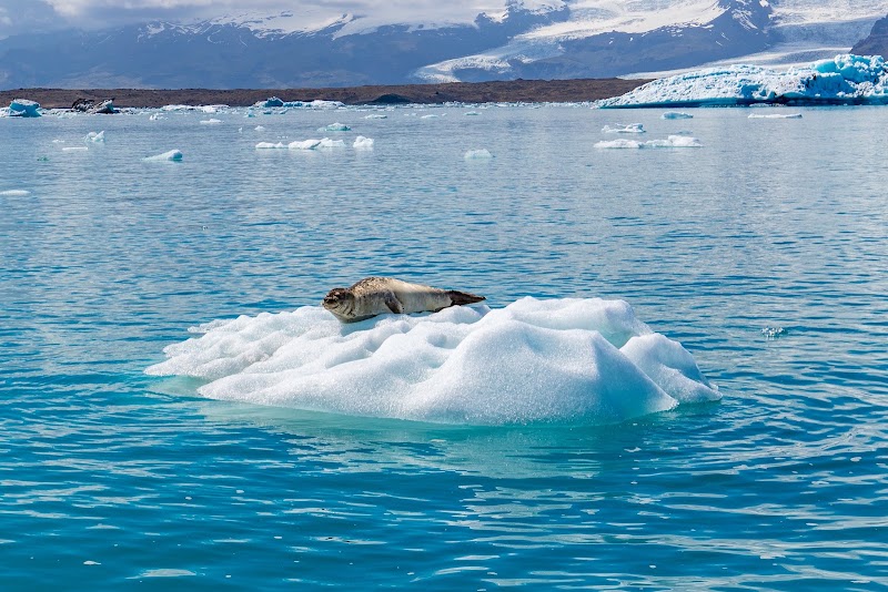 Jökulsárlón - Jökulsárlón Jökulsárlón, 781, Iceland